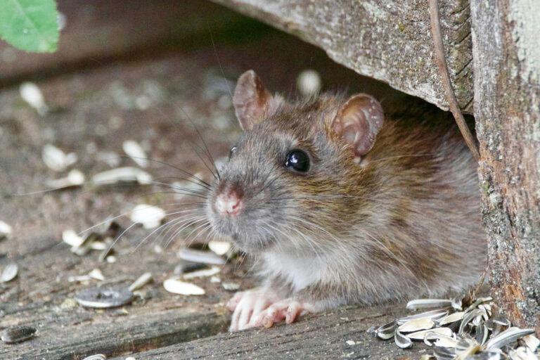 Seleccionar Cómo detectar una infestación de ratas antes de que sea un problema grave Cómo detectar una infestación de ratas antes de que sea un problema grave